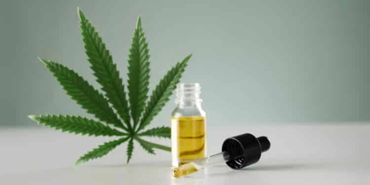 Cultivo de cannabis medicinal no Brasil pode ter novas regras; entenda