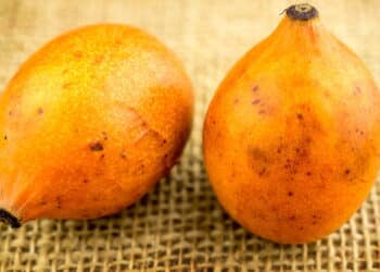 Essa fruta inusitada de nome difícil pode transformar sua saúde: cicatrização rápida e controle de pressão