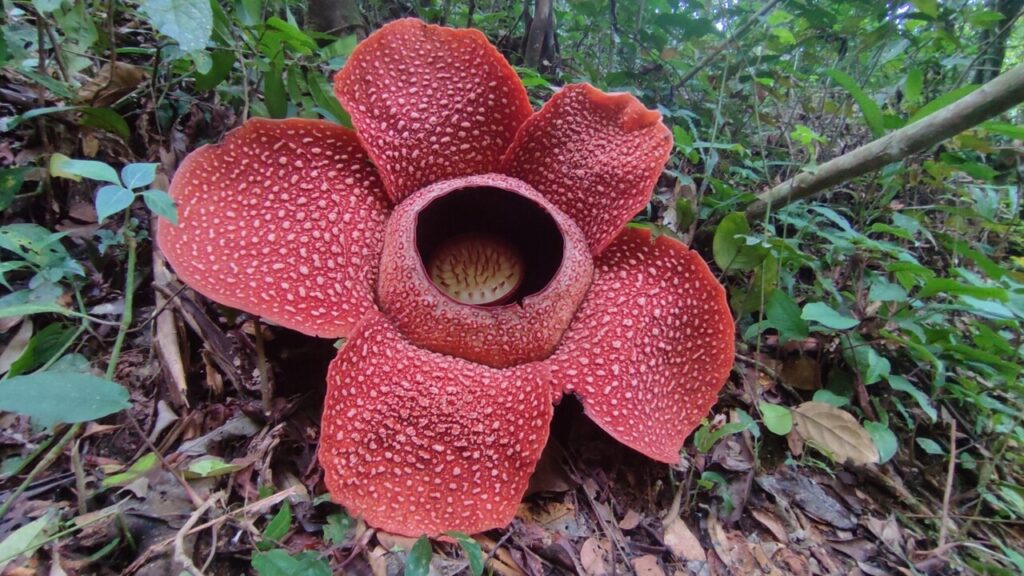 Conheça a maior flor do mundo que pode pesar até 11 kg e 'enganar' moscas