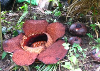 Conheça a maior flor do mundo que pode pesar até 11 kg e 'enganar' moscas