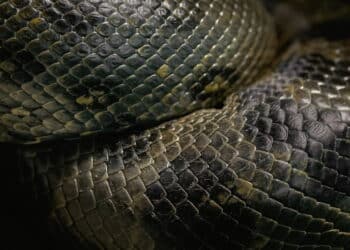 Nova espécie de sucuri gigante encontrada na Amazônia impressiona o mundo