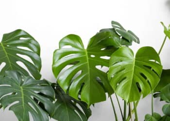 Essas plantas viraram febre em 2025 e podem alegrar o ambiente da sua casa