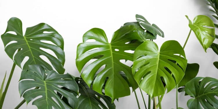 Essas plantas viraram febre em 2025 e podem alegrar o ambiente da sua casa
