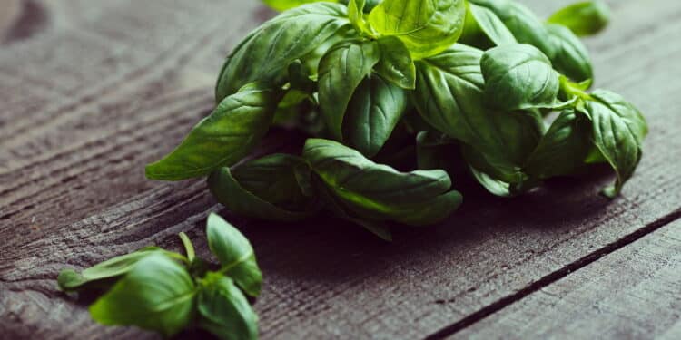 O remédio natural que atravessou gerações: veja como essa planta combate febre e dor