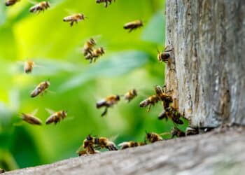 O erro que você nunca deve cometer ao se deparar com um enxame de abelhas