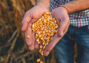 Goiás vai receber mega usina de etanol de milho construída por gigante do agro
