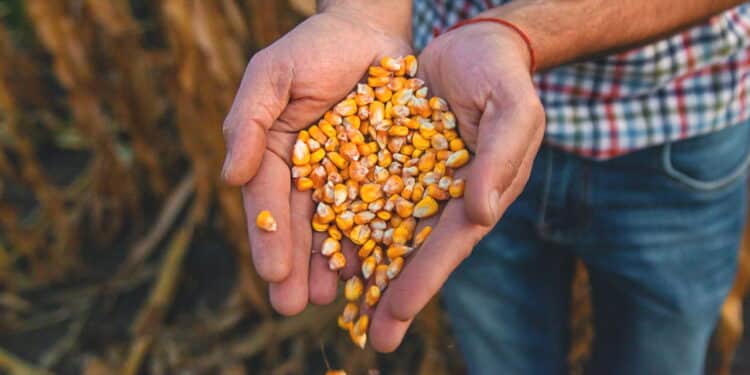 Goiás vai receber mega usina de etanol de milho construída por gigante do agro