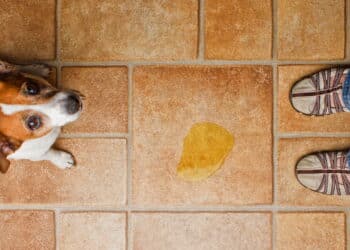 Não limpe o xixi do seu pet com água sanitária, entenda o grave risco