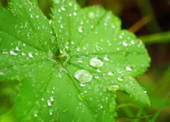 Como cuidar das plantas no frio com três truques simples que realmente funcionam