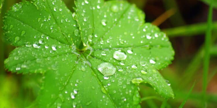 Como cuidar das plantas no frio com três truques simples que realmente funcionam