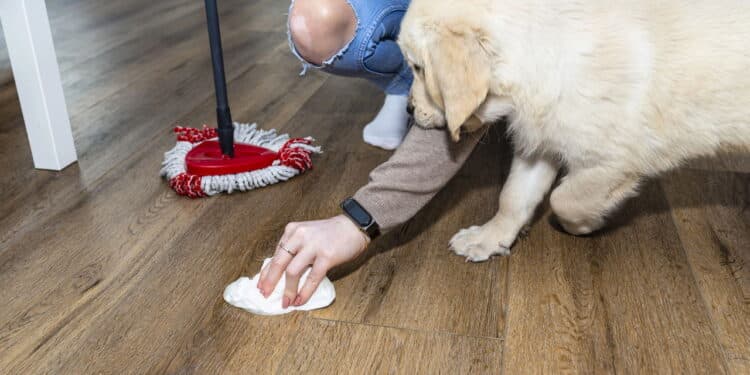 Saiba como escolher produtos de limpeza realmente seguros para pets