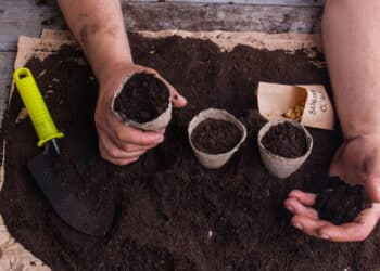 Jardim elegante e barato: veja os truques para transformar seu espaço em poucos dias