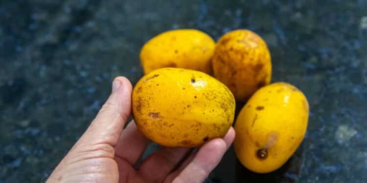 Esta fruta tropical tem ação anti-inflamatória e ajuda a melhorar sua imunidade
