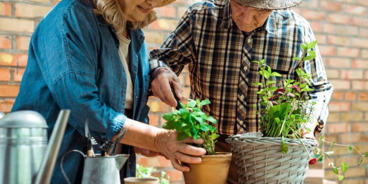 Esta fruta cheia de benefícios para a saúde pode ser cultivada facilmente na sua casa