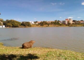 Capivara em Vinhedo, SP - Créditos: Flickr/Daniel Alves