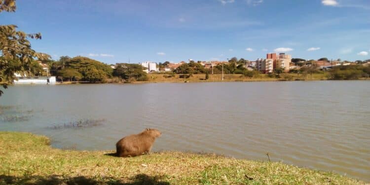 Capivara em Vinhedo, SP - Créditos: Flickr/Daniel Alves