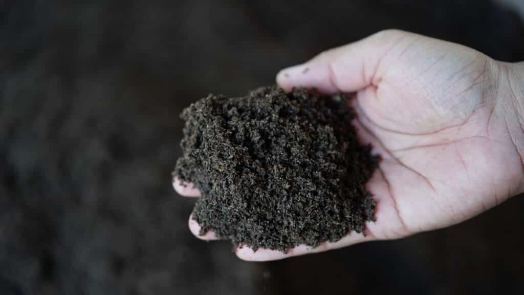 O segredo para plantas saudáveis com o adubo mágico