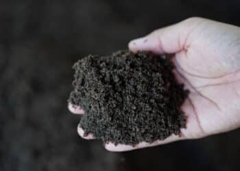O segredo para plantas saudáveis com o adubo mágico
