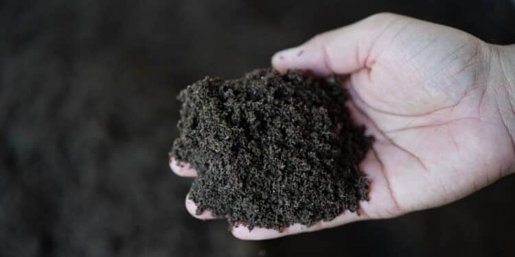 O segredo para plantas saudáveis com o adubo mágico