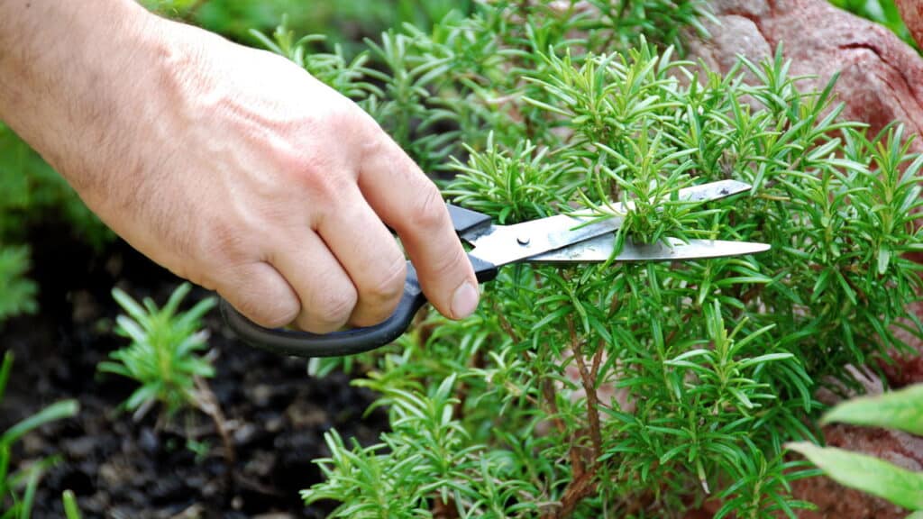 A planta famosa que combate ansiedade e pode ser cultivada em casa