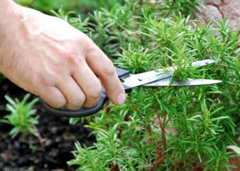 A planta famosa que combate ansiedade e pode ser cultivada em casa