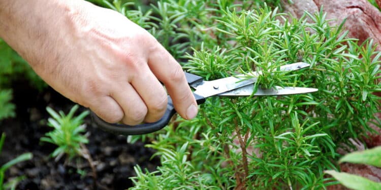 A planta famosa que combate ansiedade e pode ser cultivada em casa