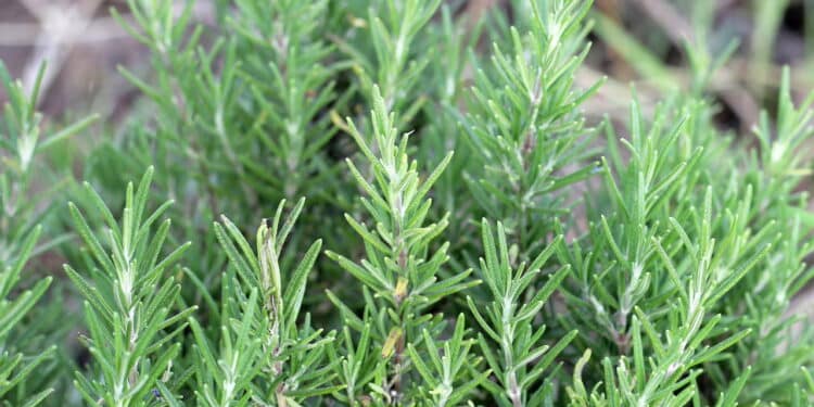 O poder escondido da erva que melhora o cérebro, o humor e até o cabelo