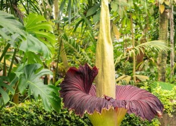 Cinco curiosidades bizarras sobre a flor-cadáver que exala cheiro de carniça