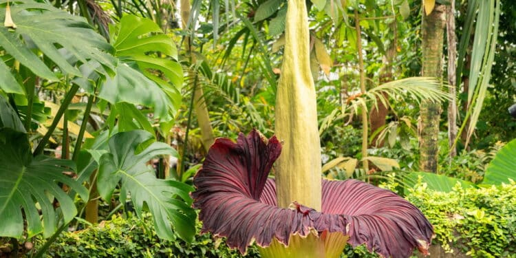 Cinco curiosidades bizarras sobre a flor-cadáver que exala cheiro de carniça