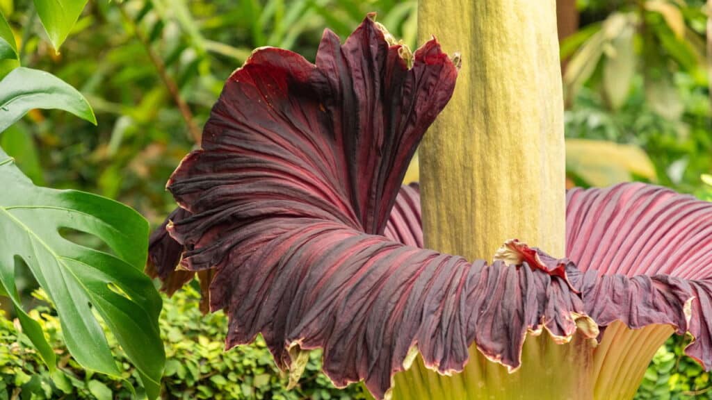 Quais são os desafios na conservação da flor-cadáver?