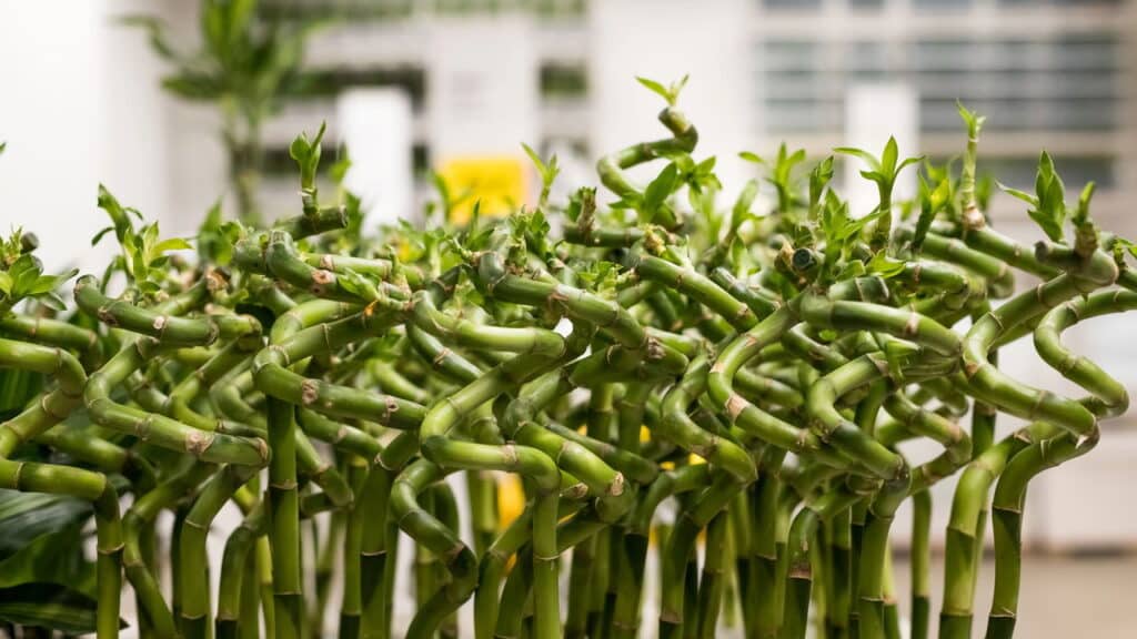 Essa é a planta secreta que atrai muito dinheiro e sucesso para seu negócio