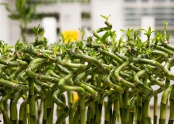 As plantas que atraem sucesso para alcançar suas metas