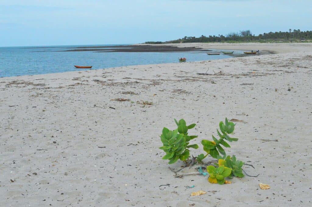 Barra Grande, Piauí - Fonte: Wikimedia