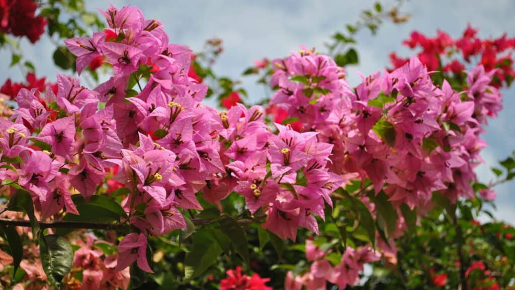 5 plantas poderosas que deixam qualquer quintal de novela