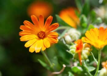 A planta fácil de cultivar que ajuda na digestão e regenera a pele