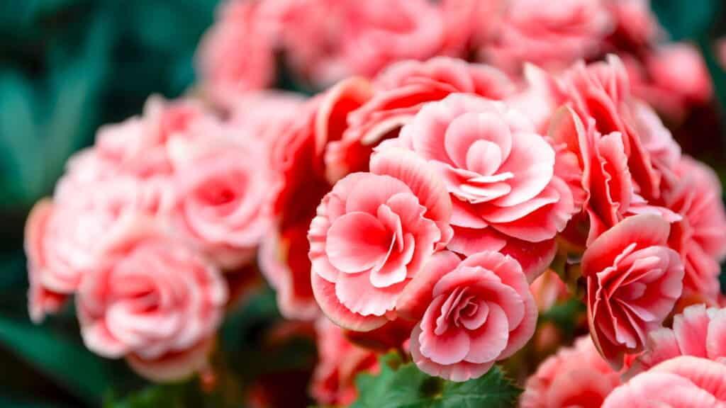 5 plantas ideais para deixar seu jardim vivo no inverno
