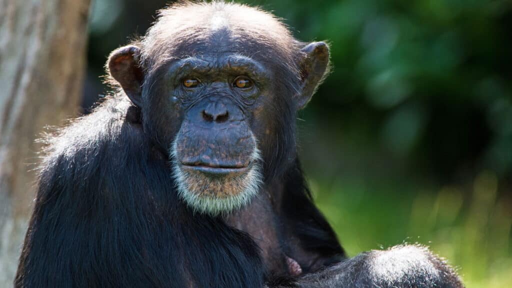 Ranking revela os dez animais mais inteligentes do planeta