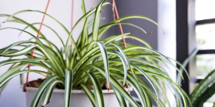 Planta doméstica elimina até 95% do mofo e você nem imagina qual é