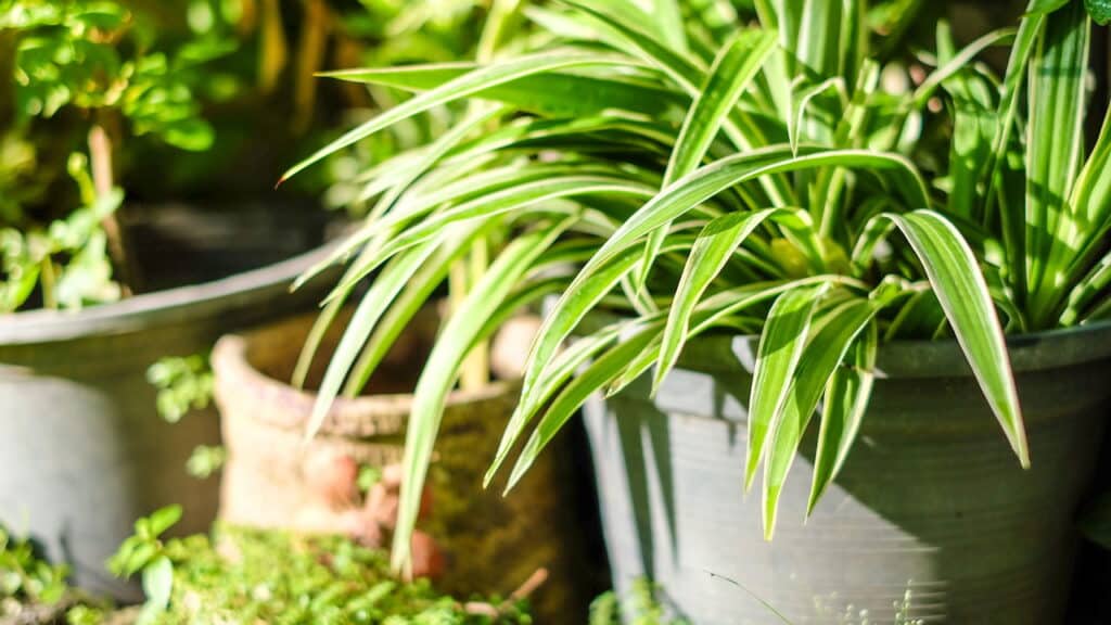Por que essa planta é importante para a qualidade do ar?
