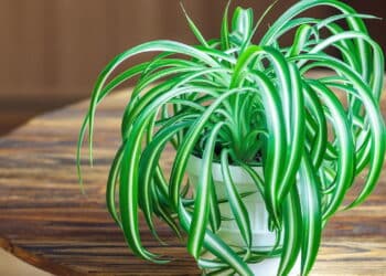 A planta resistente que acaba com mofo e melhora a qualidade do ar do banheiro