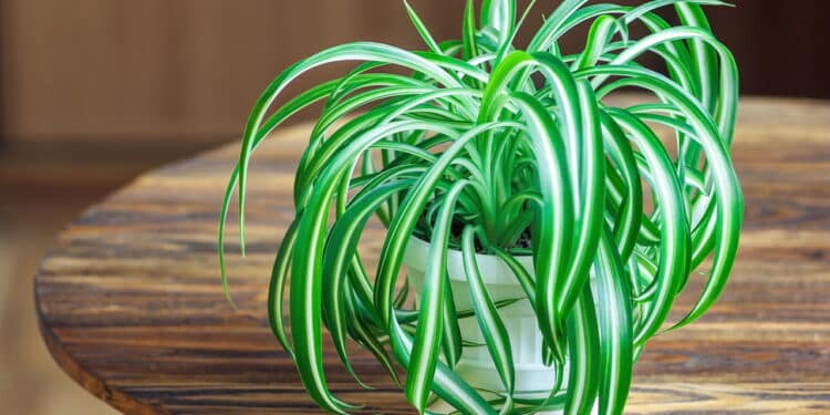 A planta resistente que acaba com mofo e melhora a qualidade do ar do banheiro