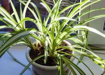 Planta Aranha // Créditos: depositphotos.com / vvoennyy