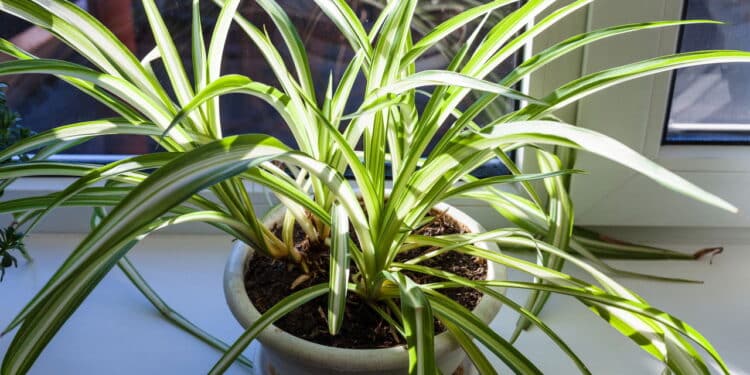 Planta Aranha // Créditos: depositphotos.com / vvoennyy