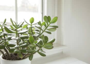 Essa planta simples é considerada um verdadeiro amuleto de riqueza