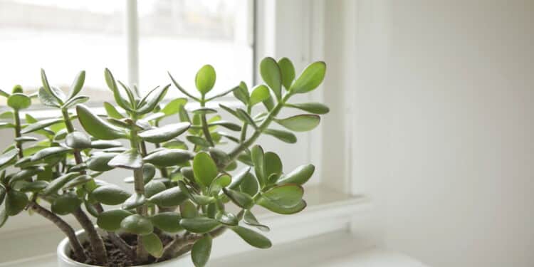 Essa planta simples é considerada um verdadeiro amuleto de riqueza
