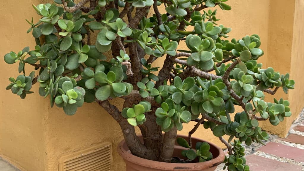 Quais são as condições ideais para o cultivo da planta jade?