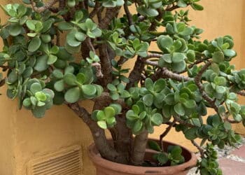 As plantas que atraem sucesso para alcançar suas metas
