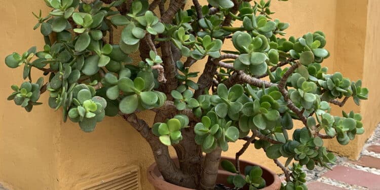 As plantas que atraem sucesso para alcançar suas metas