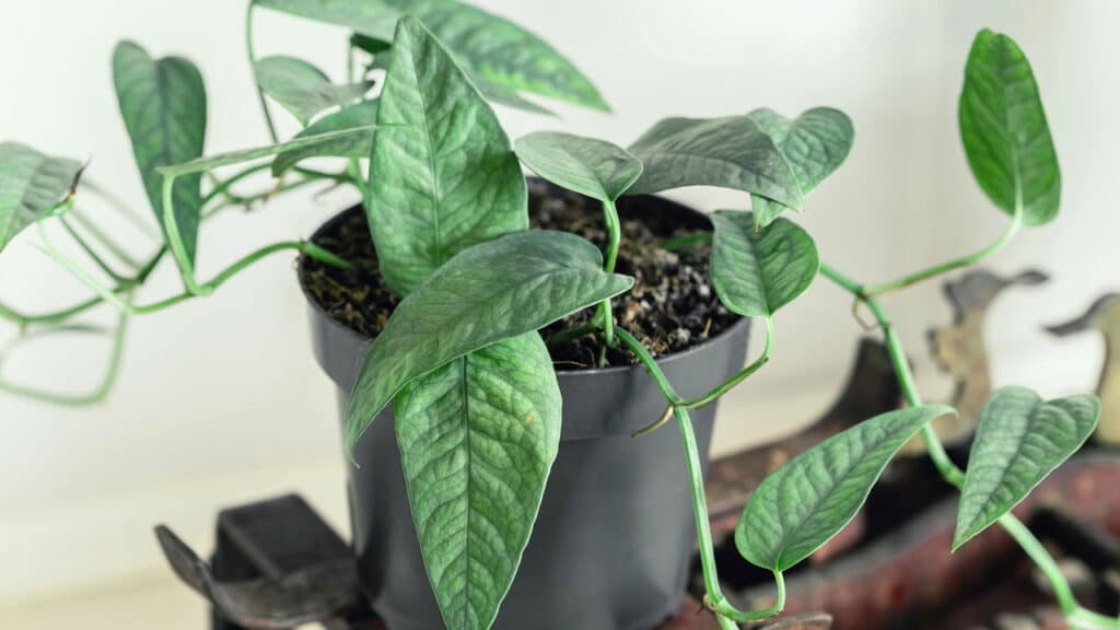 As plantinhas que precisam de pouca água e são fáceis de cuidar