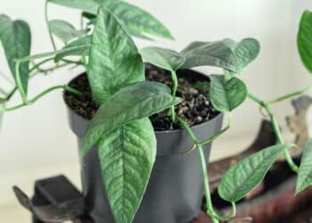 A planta que harmoniza ambientes e atrai bons negócios